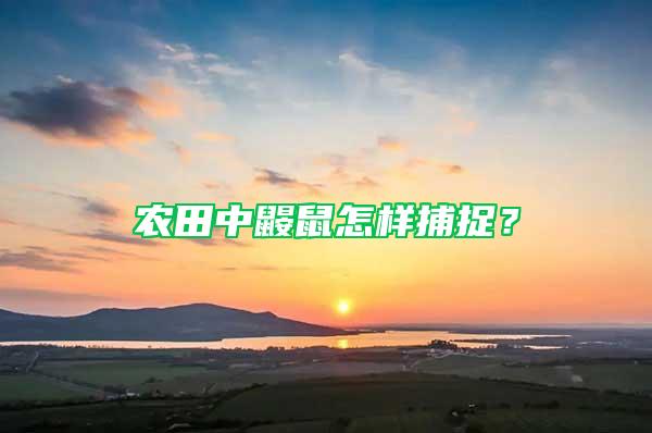 農田中鼴鼠怎樣捕捉？