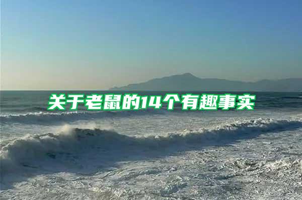 關于老鼠的14個有趣事實