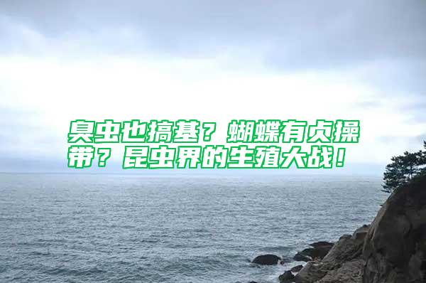 臭蟲也搞基？蝴蝶有貞操帶？昆蟲界的生殖大戰！