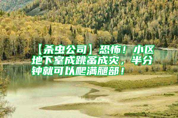 【殺蟲公司】恐怖！小區地下室成跳蚤成災，半分鐘就可以爬滿腿部！