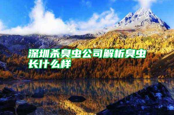 深圳殺臭蟲(chóng)公司解析臭蟲(chóng)長(zhǎng)什么樣