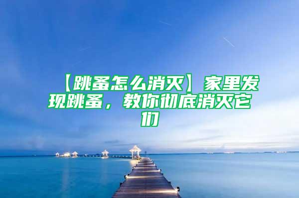 【跳蚤怎么消滅】家里發現跳蚤，教你徹底消滅它們