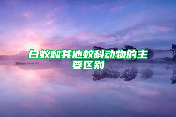 白蟻和其他蟻科動物的主要區別