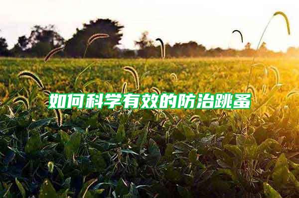 如何科學有效的防治跳蚤