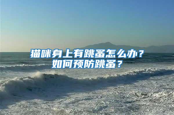 貓咪身上有跳蚤怎么辦？如何預防跳蚤？