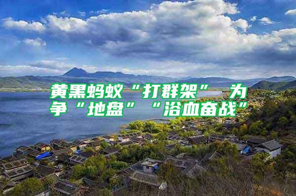 黃黑螞蟻“打群架” 為爭(zhēng)“地盤”“浴血奮戰(zhàn)”