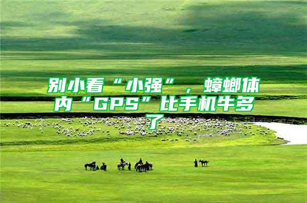 別小看“小強”，蟑螂體內“GPS”比手機牛多了