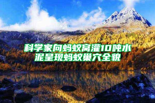 科學家向螞蟻窩灌10噸水泥呈現螞蟻巢穴全貌