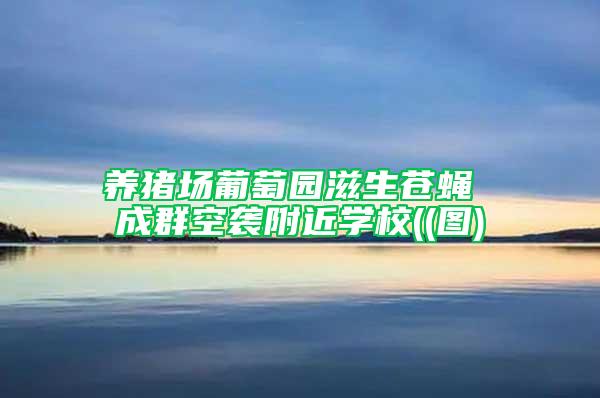 養豬場葡萄園滋生蒼蠅 成群空襲附近學校((圖)