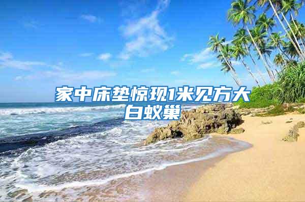 家中床墊驚現(xiàn)1米見方大白蟻巢