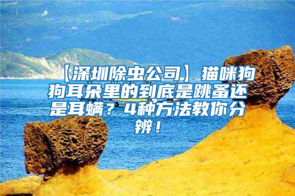 【深圳除蟲公司】貓咪狗狗耳朵里的到底是跳蚤還是耳螨？4種方法教你分辨！