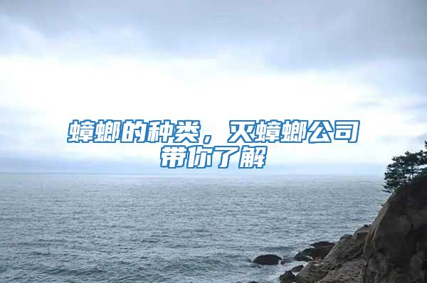 蟑螂的種類，滅蟑螂公司帶你了解