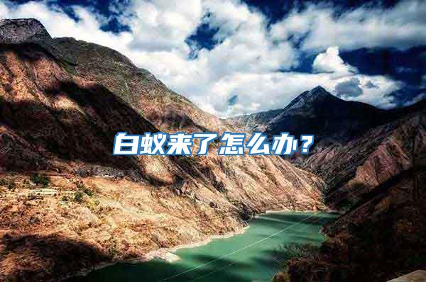 白蟻來了怎么辦？