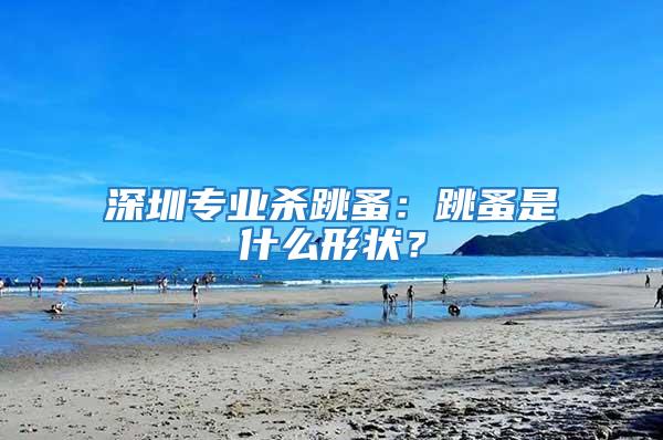 深圳專業殺跳蚤：跳蚤是什么形狀？
