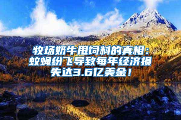 牧場奶牛甩飼料的真相：蚊蠅紛飛導致每年經濟損失達3.6億美金！