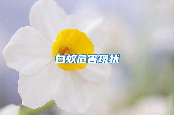 白蟻危害現狀