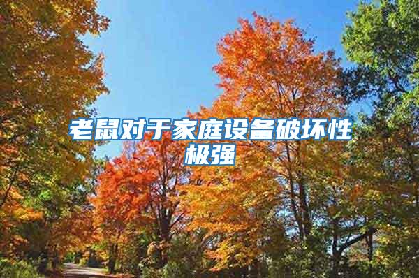 老鼠對于家庭設備破壞性極強