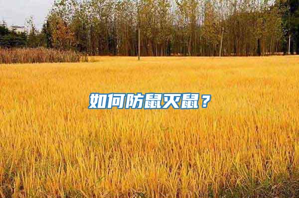如何防鼠滅鼠？