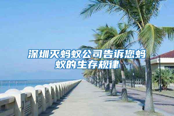 深圳滅螞蟻公司告訴您螞蟻的生存規律