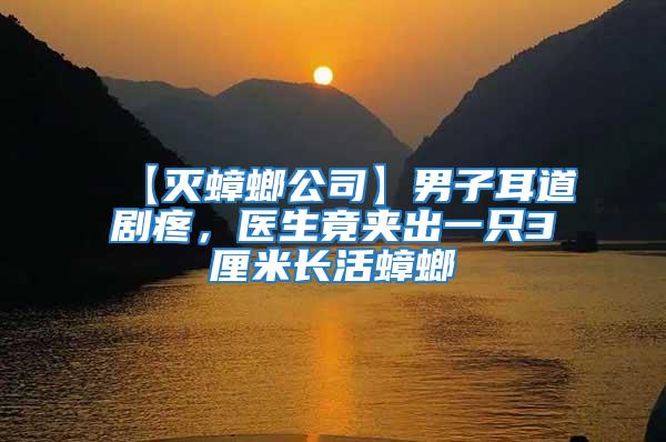 【滅蟑螂公司】男子耳道劇疼，醫生竟夾出一只3厘米長活蟑螂