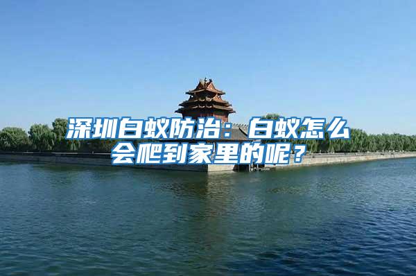 深圳白蟻防治：白蟻怎么會爬到家里的呢？