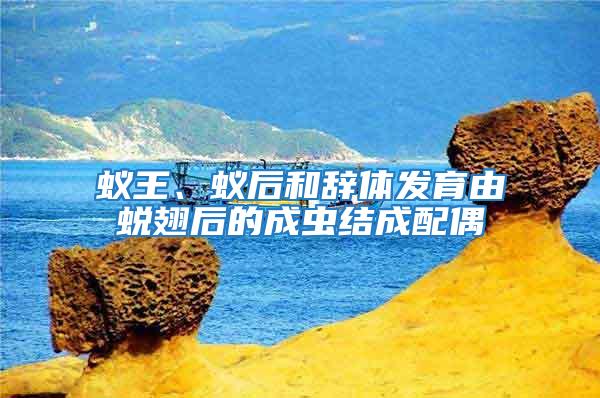 蟻王、蟻后和辭體發育由蛻翅后的成蟲結成配偶