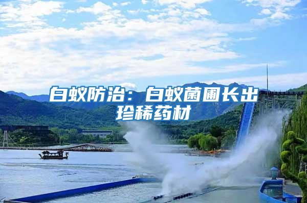 白蟻防治：白蟻菌圃長(zhǎng)出珍稀藥材