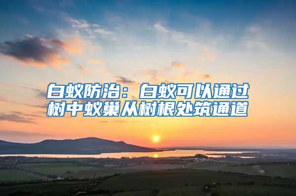 白蟻防治：白蟻可以通過樹中蟻巢從樹根處筑通道