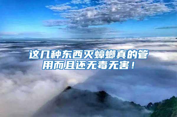 這幾種東西滅蟑螂真的管用而且還無毒無害！