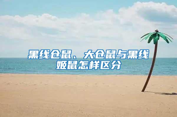 黑線倉鼠、大倉鼠與黑線姬鼠怎樣區(qū)分