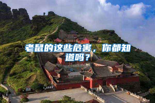 老鼠的這些危害，你都知道嗎？