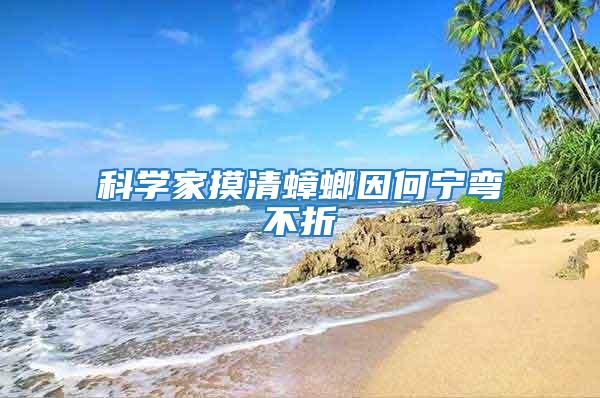 科學家摸清蟑螂因何寧彎不折