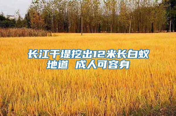 長江干堤挖出12米長白蟻地道 成人可容身