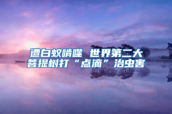 遭白蟻啃噬 世界第二大菩提樹打“點(diǎn)滴”治蟲害