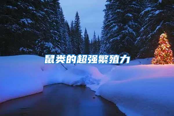 鼠類的超強繁殖力