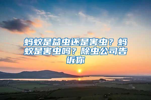 螞蟻是益蟲還是害蟲？螞蟻是害蟲嗎？除蟲公司告訴你