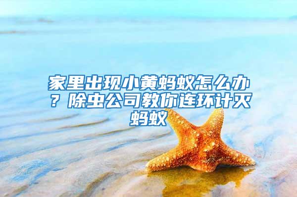 家里出現(xiàn)小黃螞蟻怎么辦？除蟲公司教你連環(huán)計(jì)滅螞蟻