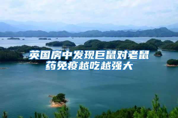 英國房中發(fā)現(xiàn)巨鼠對(duì)老鼠藥免疫越吃越強(qiáng)大