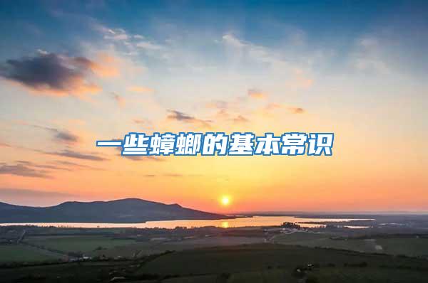 一些蟑螂的基本常識