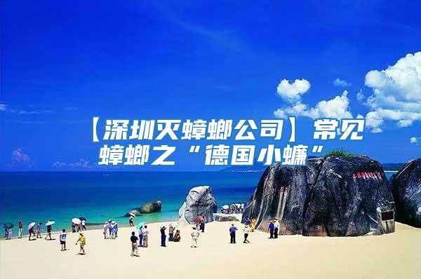 【深圳滅蟑螂公司】常見蟑螂之“德國(guó)小蠊”
