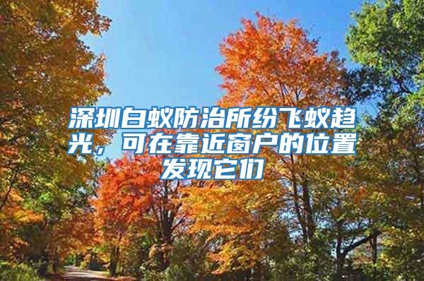 深圳白蟻防治所紛飛蟻趨光，可在靠近窗戶的位置發現它們