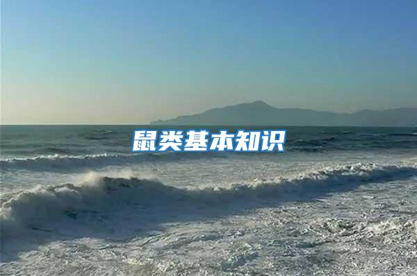 鼠類基本知識(shí)