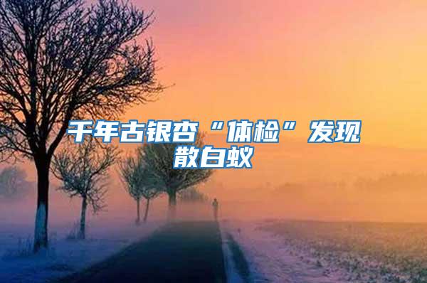 千年古銀杏“體檢”發現散白蟻