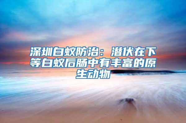 深圳白蟻防治：潛伏在下等白蟻后腸中有豐富的原生動(dòng)物