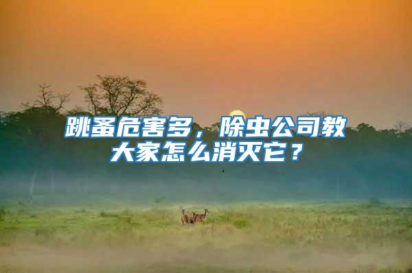跳蚤危害多，除蟲公司教大家怎么消滅它？