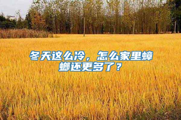冬天這么冷，怎么家里蟑螂還更多了？