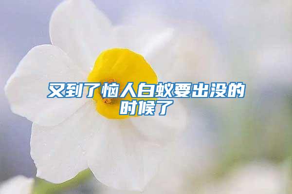 又到了惱人白蟻要出沒的時(shí)候了