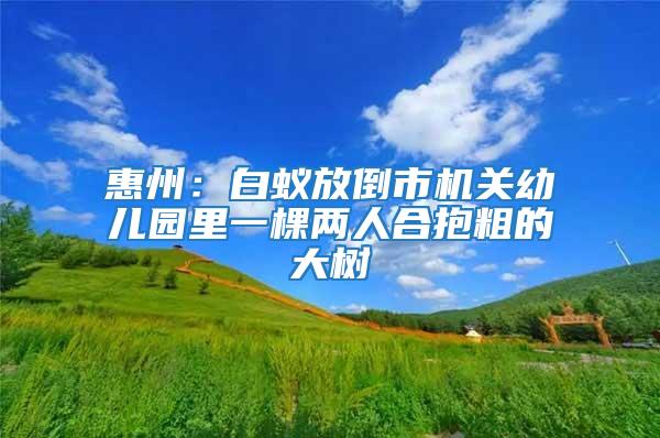惠州：白蟻放倒市機關(guān)幼兒園里一棵兩人合抱粗的大樹