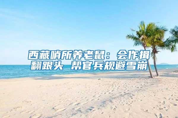 西藏哨所養老鼠：會作揖翻跟頭 幫官兵規避雪崩