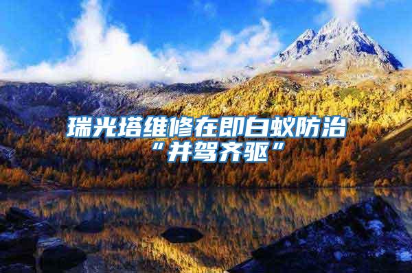 瑞光塔維修在即白蟻防治“并駕齊驅”